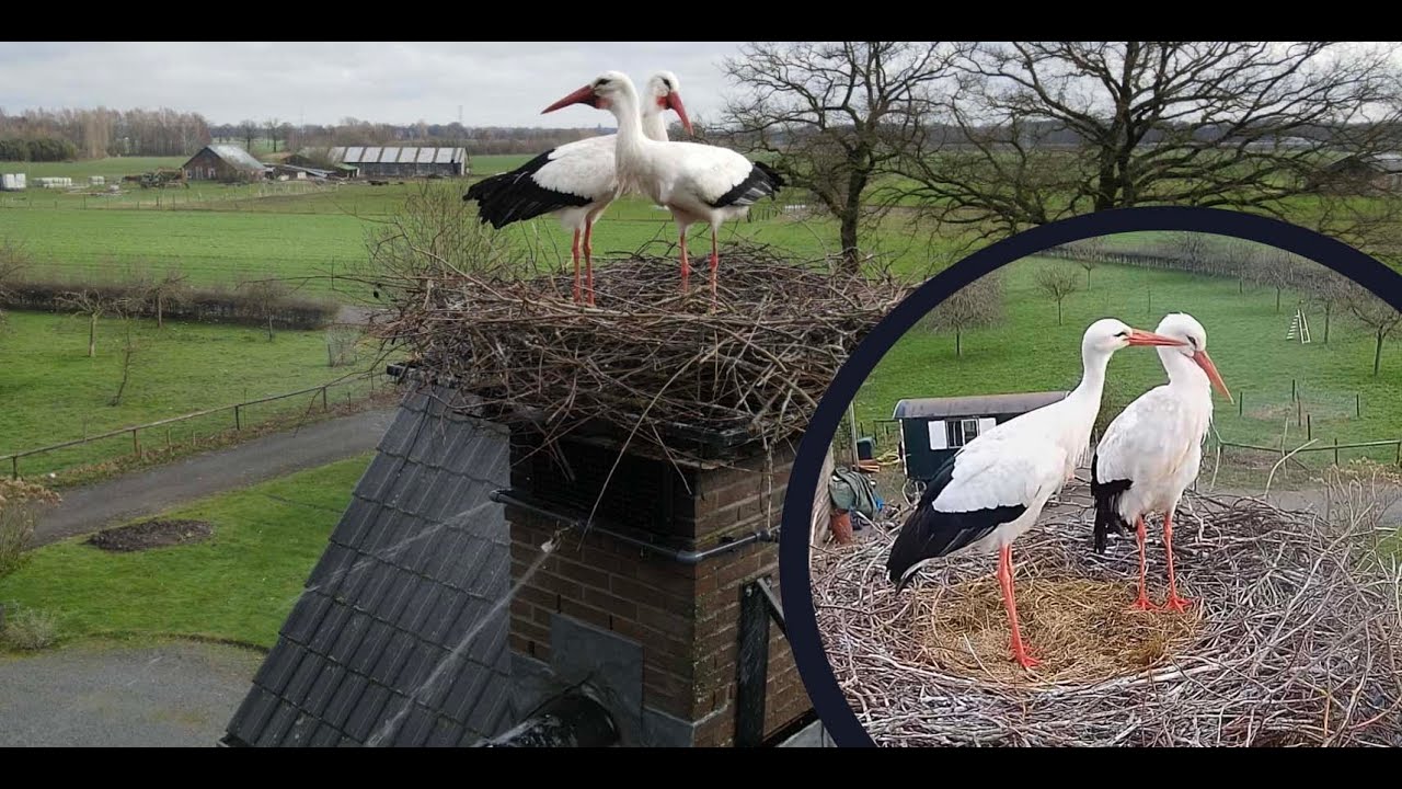 The Chimney Storks (live cam white stork, livestream The Netherlands)