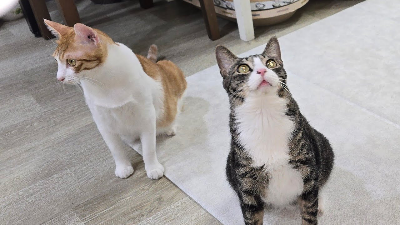 천사넉 토요라방