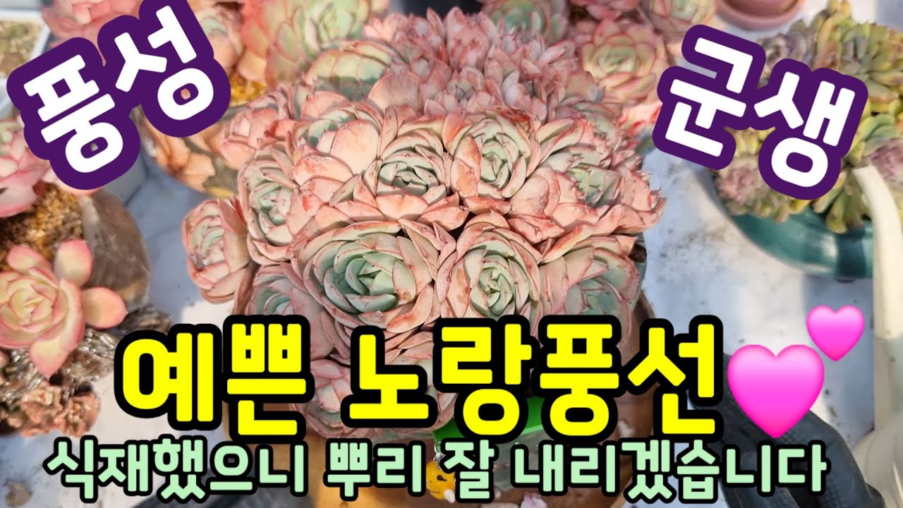꽃나래다육 풍성한 군생 수입다육이 노랑풍선 식재합니다 ~ 💕노랑풍선은 100개 키워도 안질리는 다육이예요💕꽃나래다육 010.2818.1441 #다육이 #수입다육 #노랑풍선