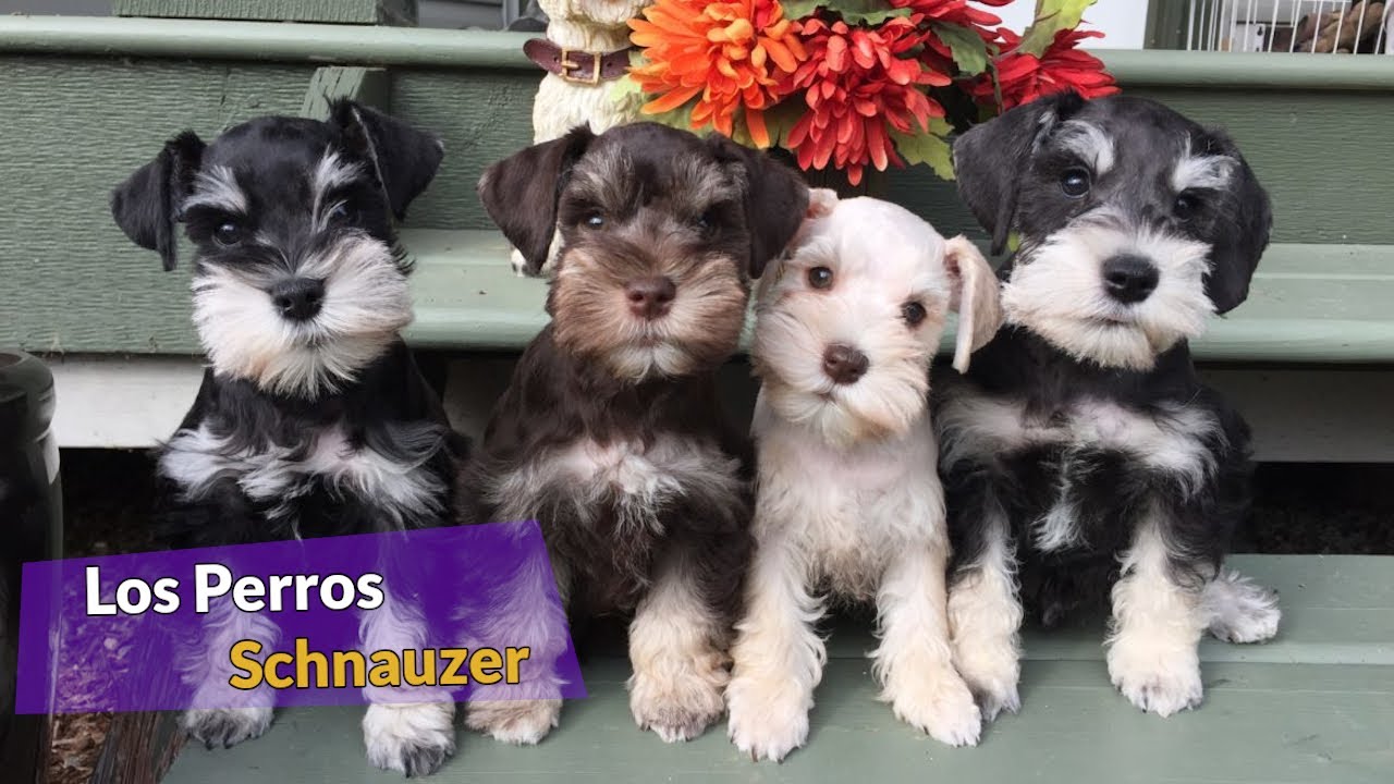 Los Perros Schnauzer