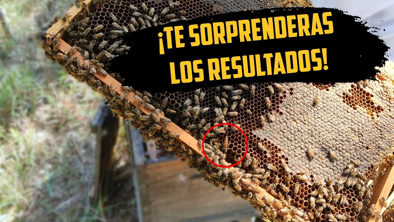 Como dividir una colmena de abejas 100% efectivo