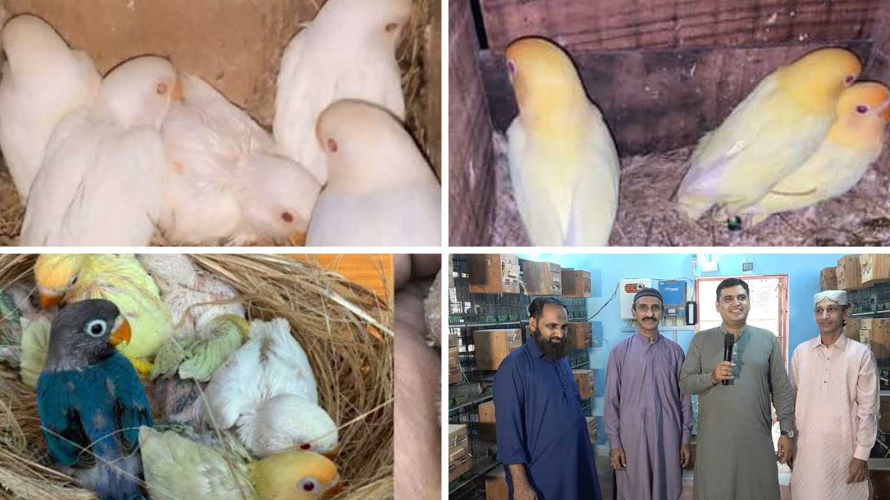 Commercial Lovebird Ka Setup Pehle Clutch me 120 chicks Masha Allah Good Progress in Urdu