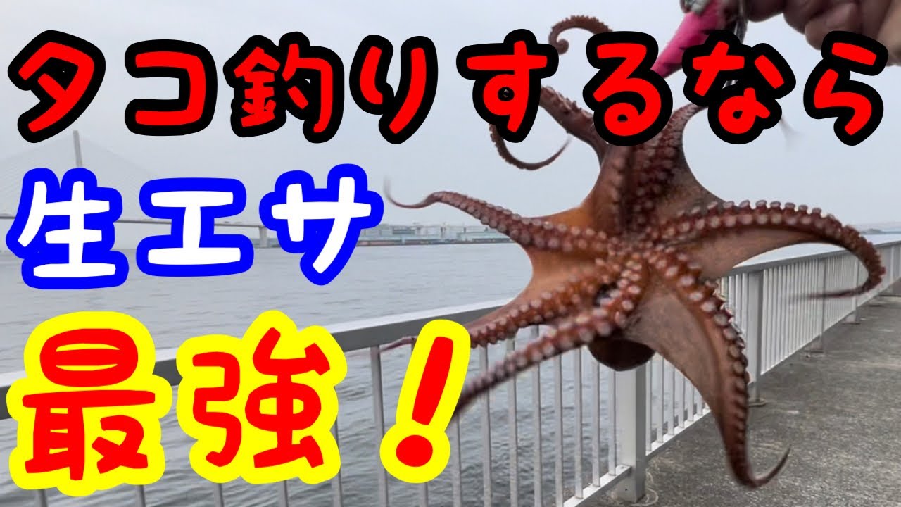 東京湾タコ釣り！スーパーのイワシをタコエギに巻き付けるだけの簡単釣法！