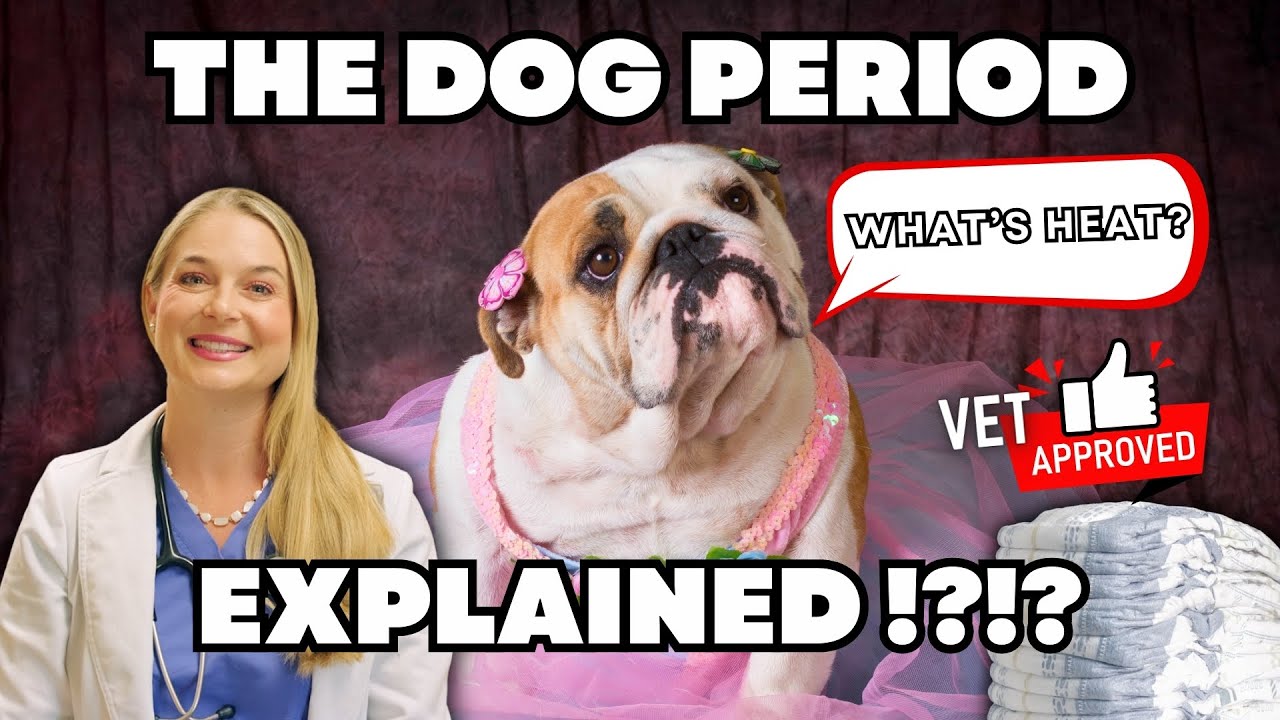 Dog Period Easily Explained + When do they get it??? | Dr. Lindsay Butzer