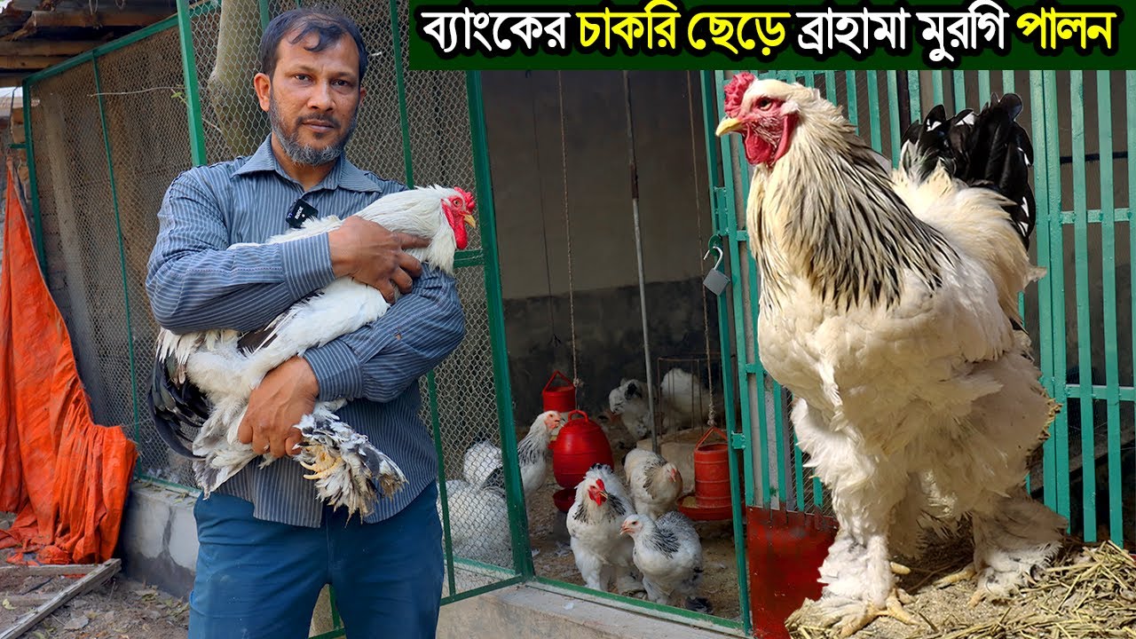 ব্যাংকের চাকরি ছেরে দিয়ে জুয়েলের ব্রাহামা মুরগি পালনে আর পিছনে তাকাতে হয় নি।Brahama Morgi farming