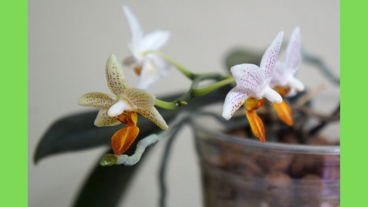 How I Decide on Pebble Ratio | Phal  Mini Mark |  Semi Hydroponics | Orchid Care Tips