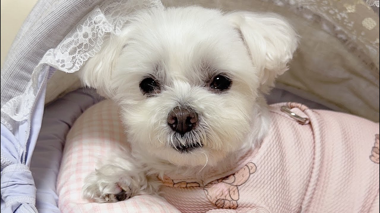 수다방에 들어오세요~  #lovelydog #강아지 #반려견 #실시간