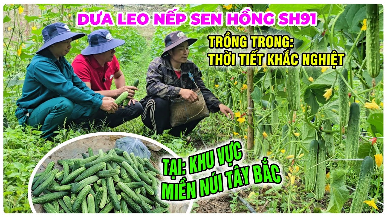 DƯA LEO NẾP SEN HỒNG SH91 TRỒNG TRONG THỜI TIẾT KHẮC NGHIỆT TẠI V&Ugrave;NG N&Uacute;I T&Acirc;Y BẮC