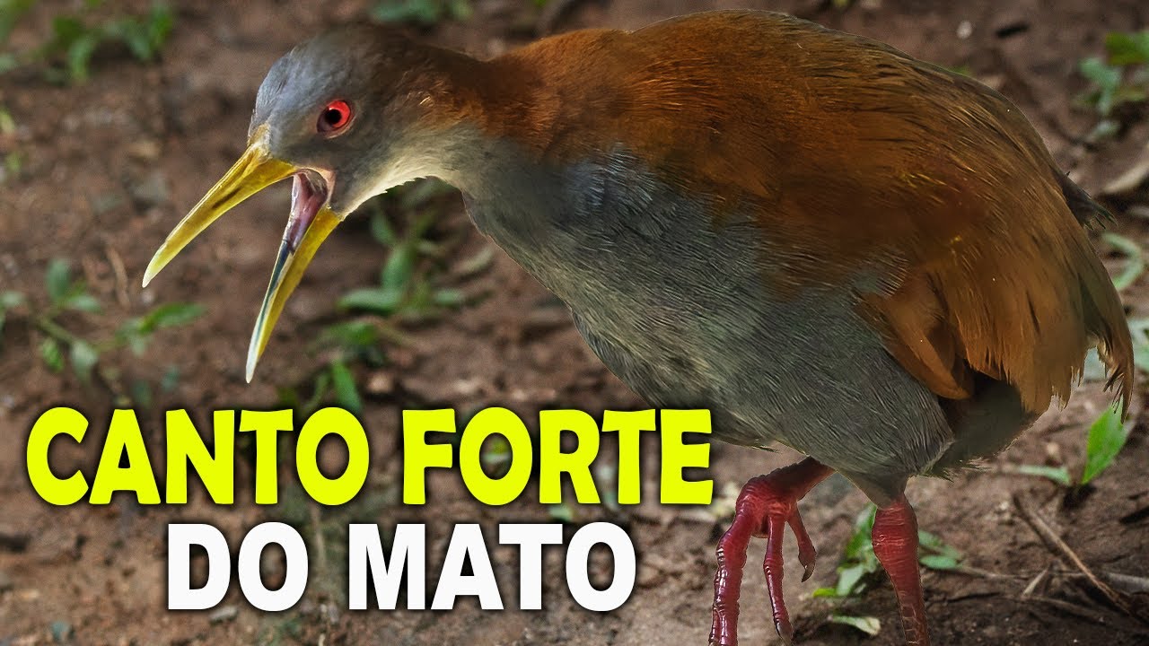 SARACURA-DO-MATO | Ave com canto potente da mata atl&acirc;ntica | Canto da saracura-do-mato