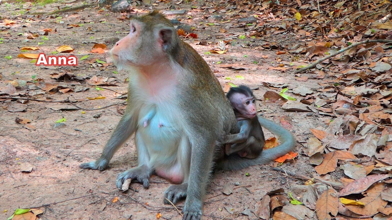 Amina tried to persuade her mother to breastfeed her