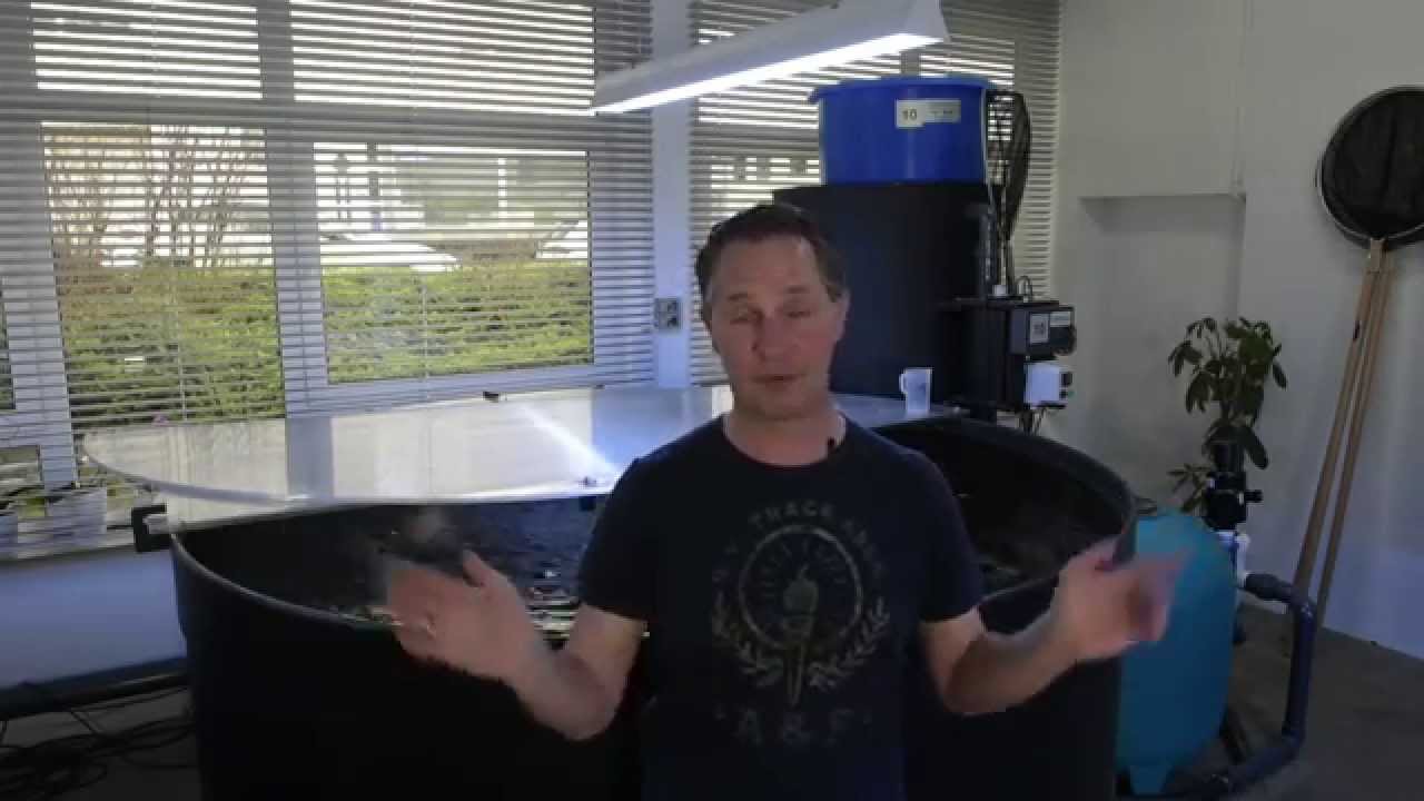 Modern Koi Blog #102 - Hinzusetzen neuer Koi