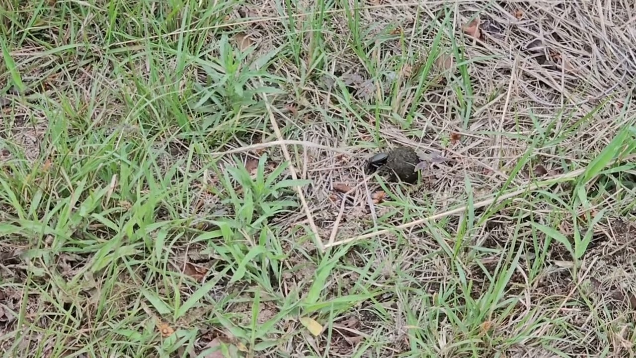 Exploring Hluhluwe iMfolozi Park, South Africa - Rolling with a Dung Beetle
