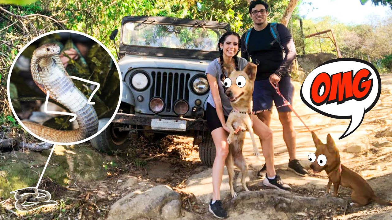 UM DIA DIVERTIDO COM AS CACHORRAS! TINHA AT&Eacute; COBRA!!!😱| Paula Stephania