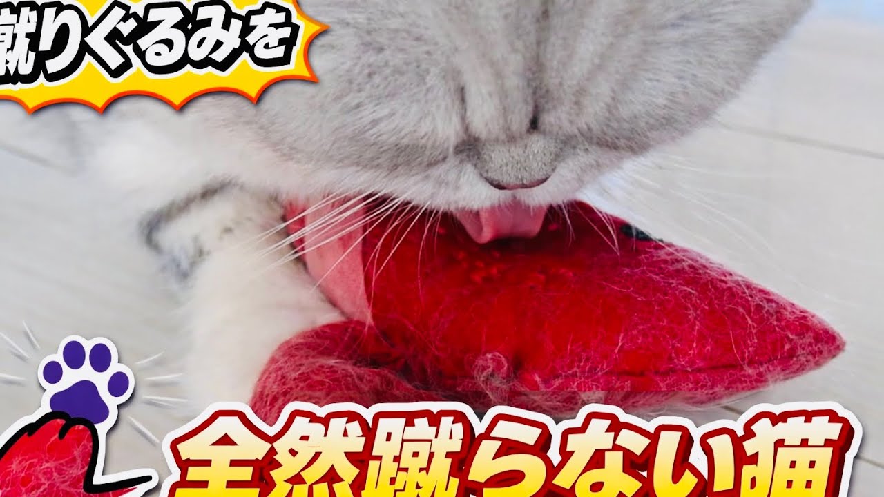 蹴りぐるみを全然蹴らない猫  #261