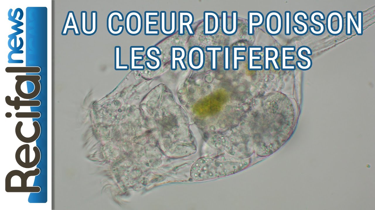 Au coeur du poisson : élevage de rotifères