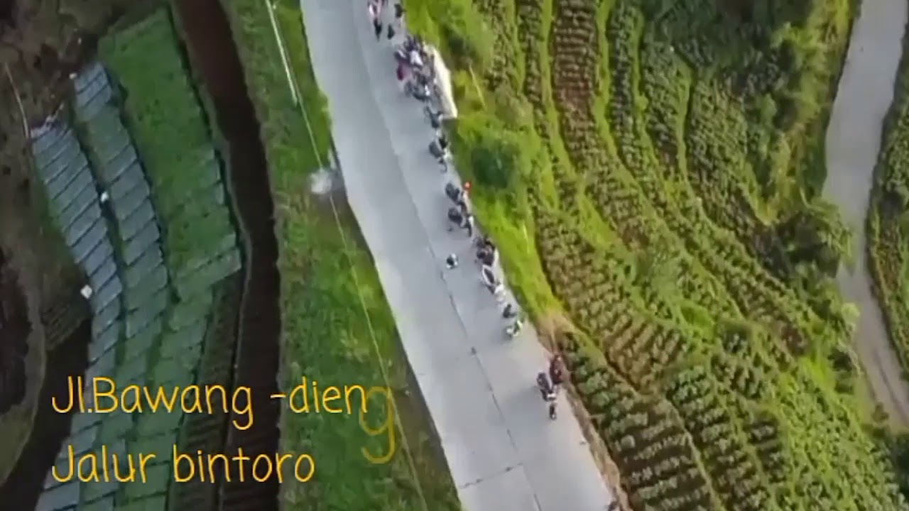Batang Bawang Bintoro-dieng jalan viral