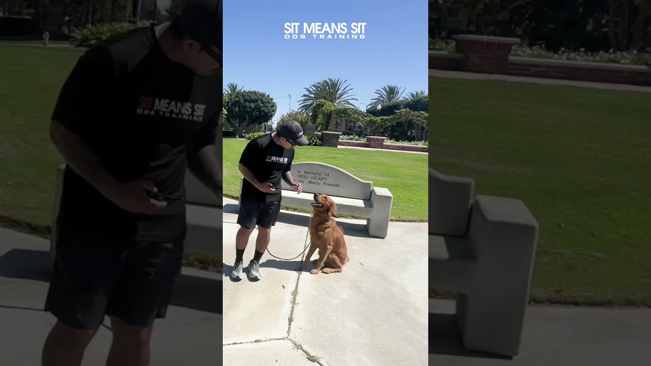 MAUI is Star Student of the Week at Sit Means Sit Dog Training Orange County