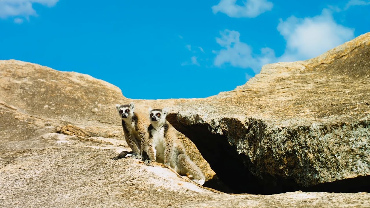 Island of Lemurs: Madagascar - Official Trailer [HD]