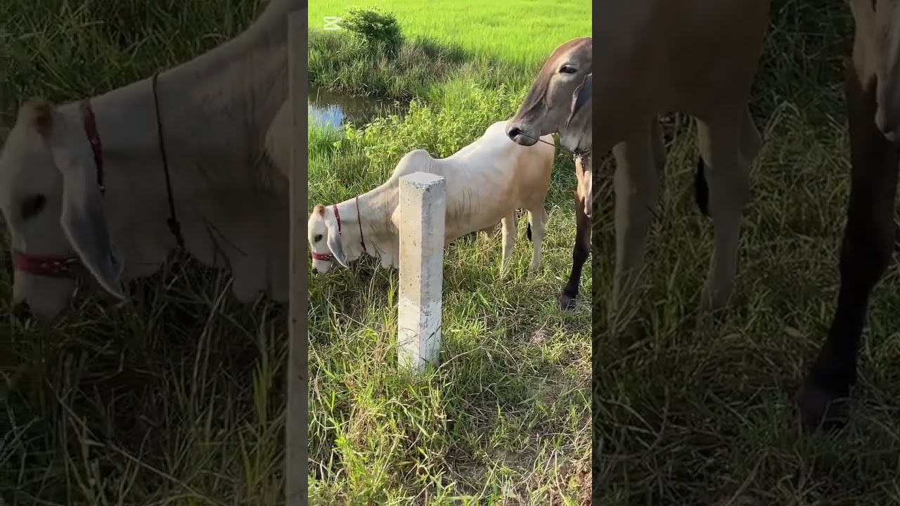 ដាក់លក់មេគោសំបកមួយ