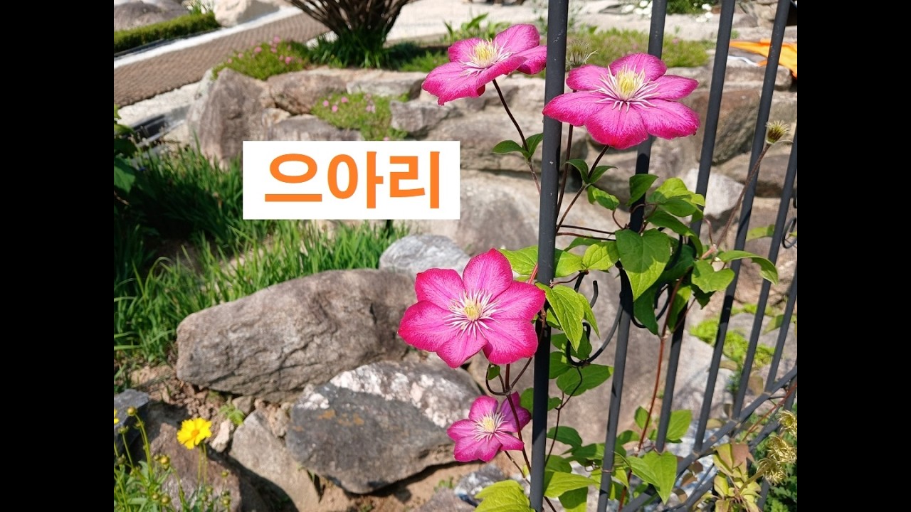 클레마티즈 25