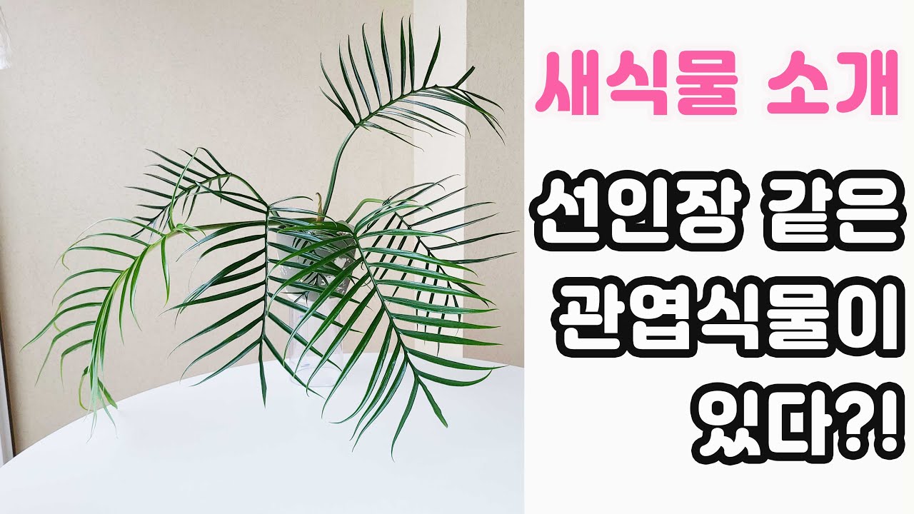 필로덴드론 토텀 키우기ㅣ분갈이 수다ㅣ부제 식물을 키우게된 이유ㅣ