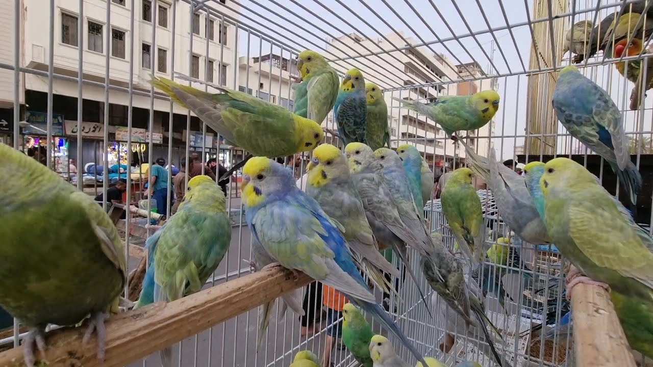 سوق الغزل انواع طيور الزينة مع الأسعار الجمعة2022