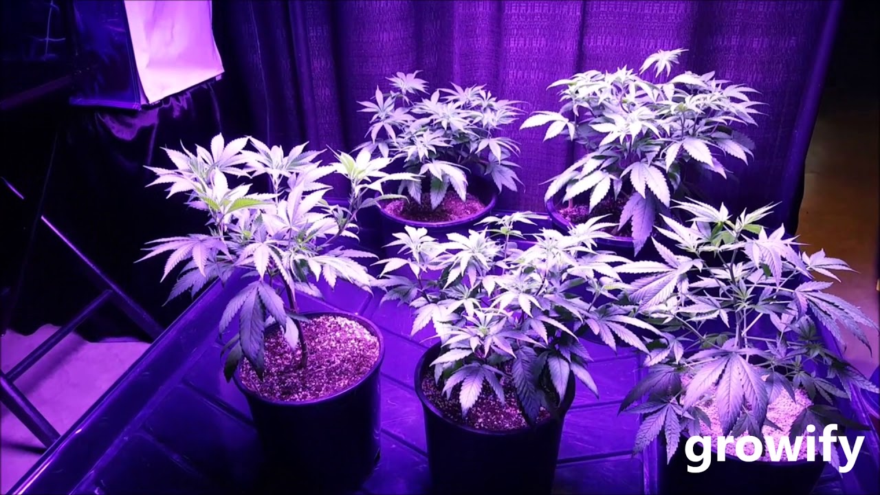 Black-Dog-LED- Phytomax-2-1000-Grow-Light