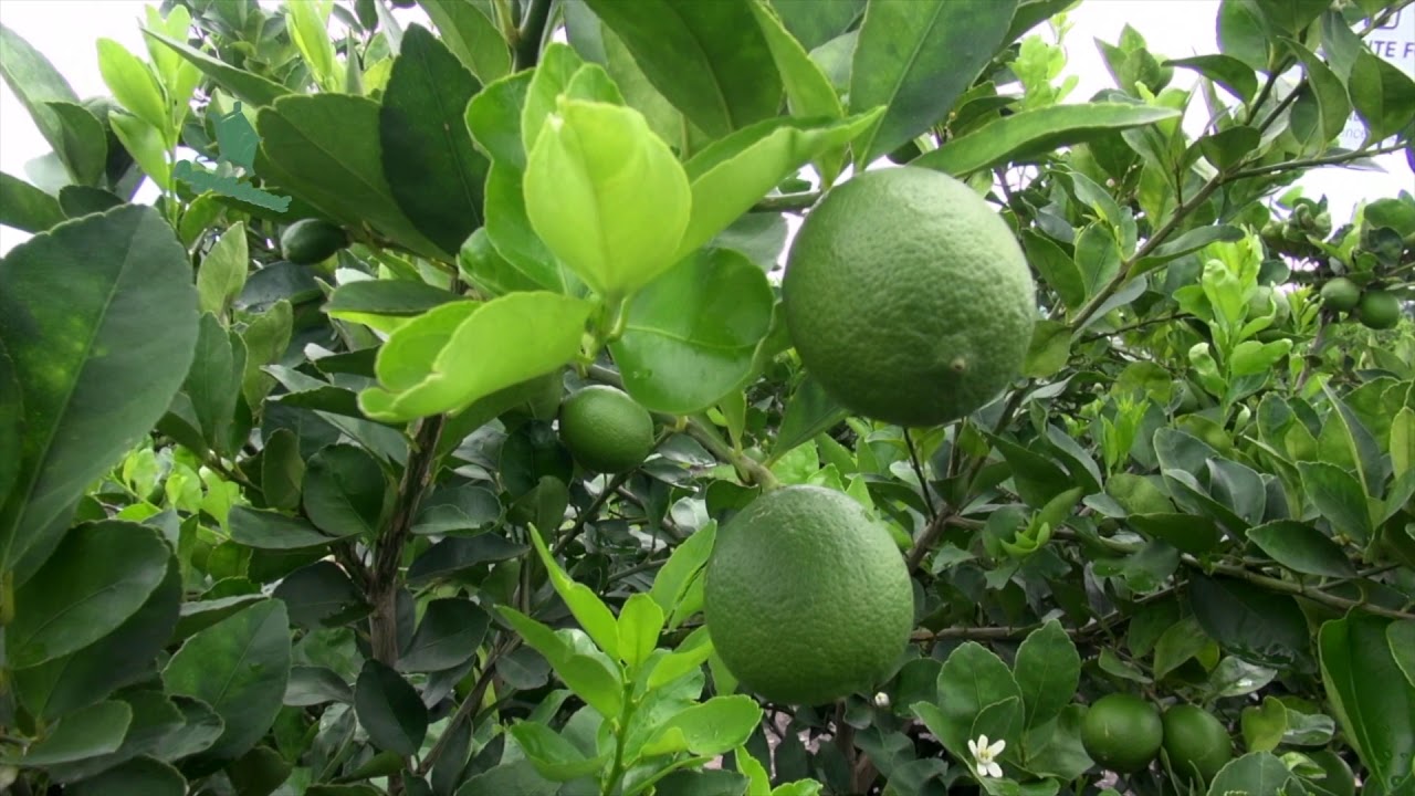 AgroScience | Nutrici&oacute;n Completa en Cultivo de Lim&oacute;n Macrophylla | Transformaci&oacute;n Total