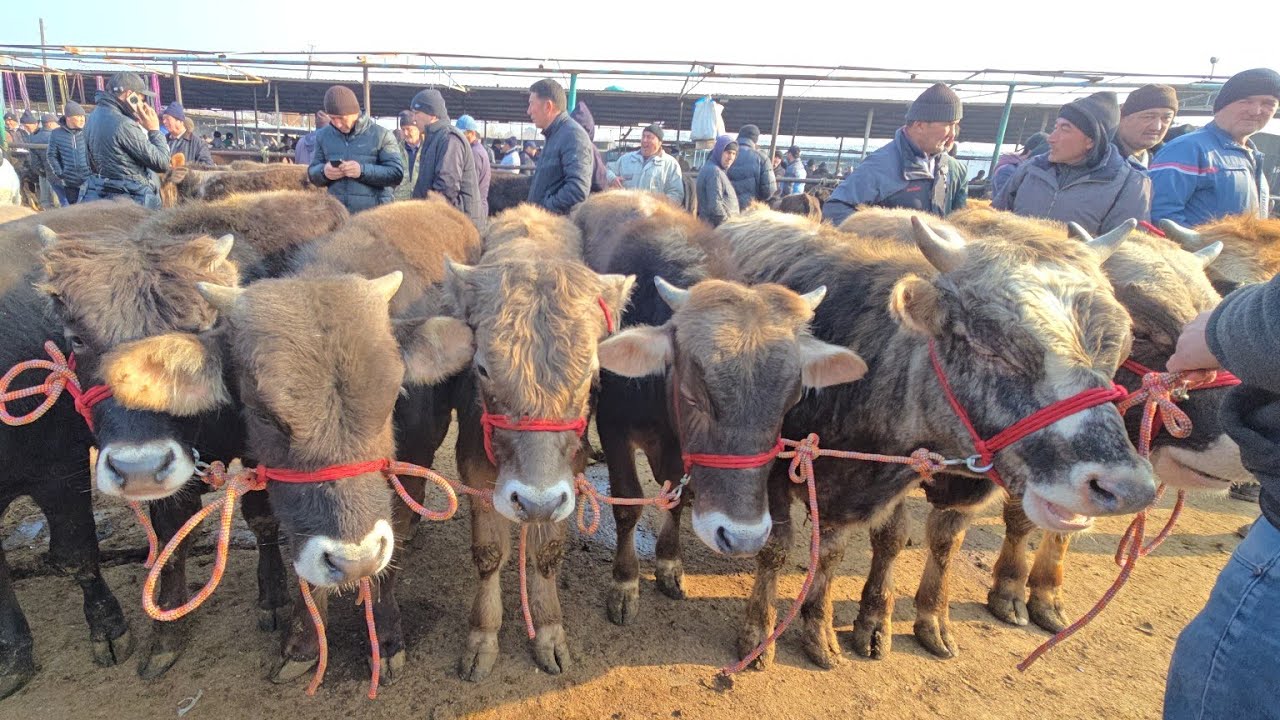 14 марта 2026 г. ШАНБЕ БОЗОР МОЛБОЗОРИ ХУДЖАНД ТОЖИКИСТОН molbozor bozor 