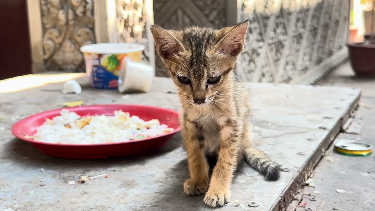 Kitty is eating rice, lovely is animals.#cat #kitten #puppy #dog #monkey #rabbit #shorts #seal #pets