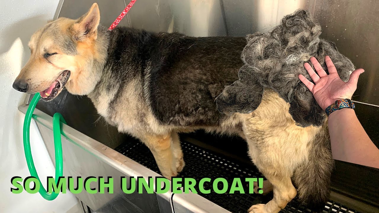 The Surprising Truth About Undercoat Removal Nobody Tells You