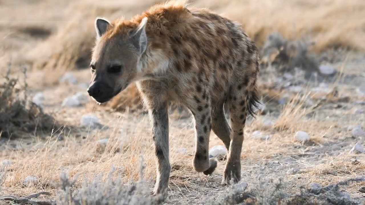 Namibian Adventure - Self Drive / Namibianisches Abenteuer - Selbstfahrer