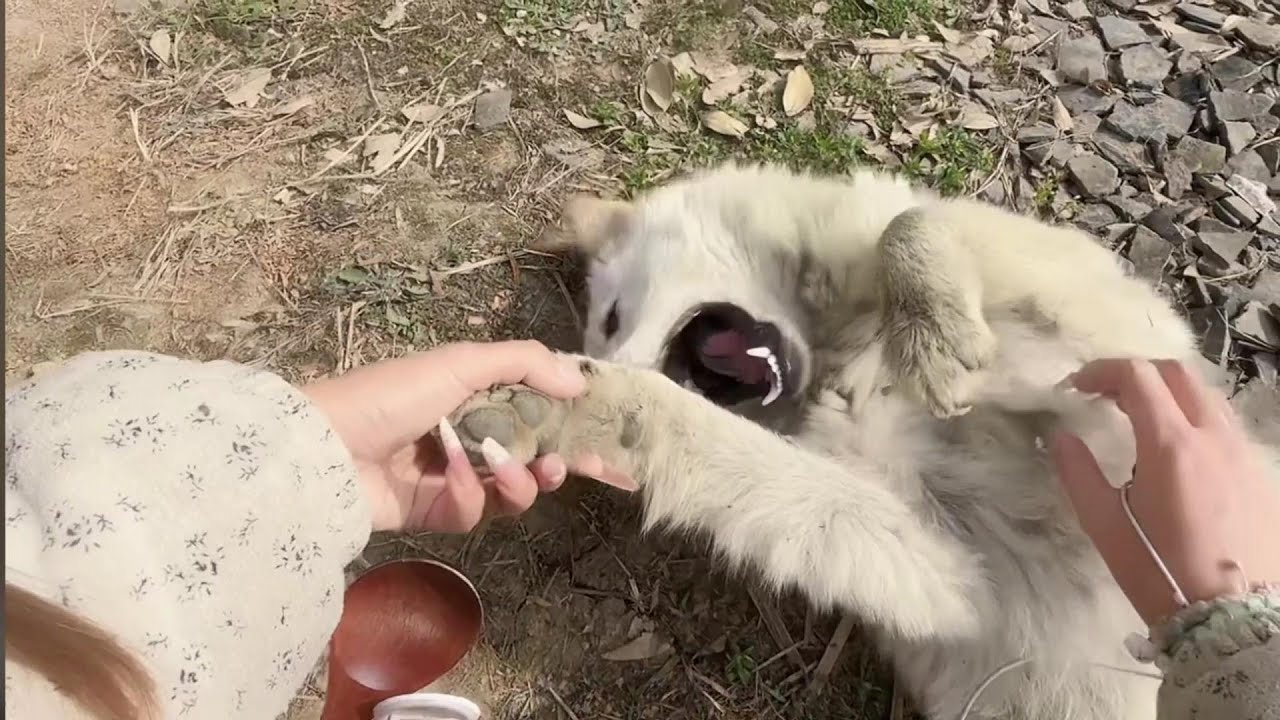 野生妹ASMR 小白狗有点不情愿