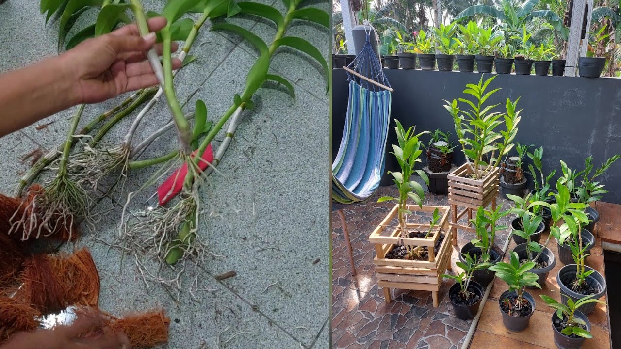 Cara mudah perbanyak anggrek dendrobium