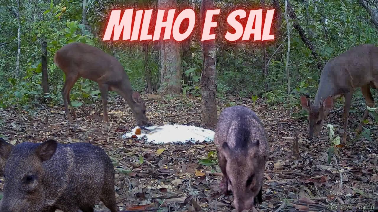 Ceva boa é MILHO e SAL. Vejam!
