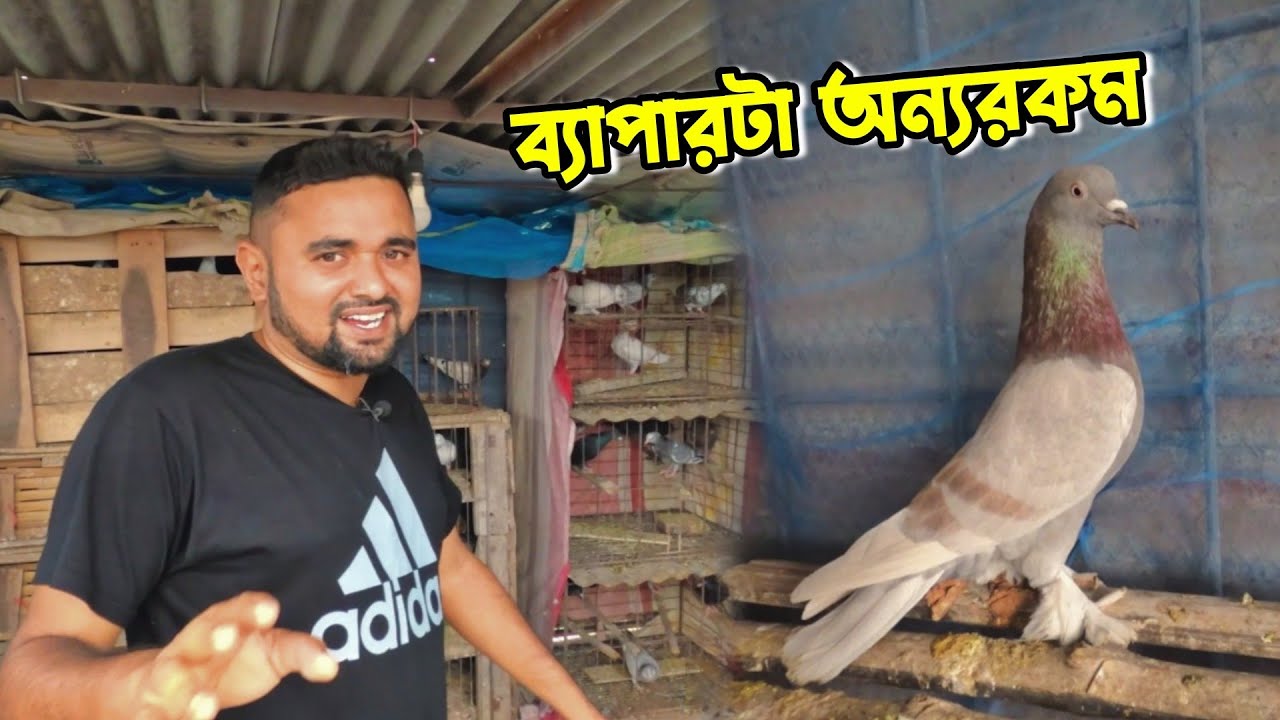 ঢাকাতে গোল্লা রাজশাহীতে গিরিবাজ