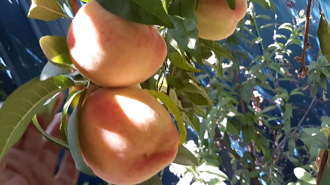 Tropic Snow White Peaches! Successive ripening to have fruit all year!