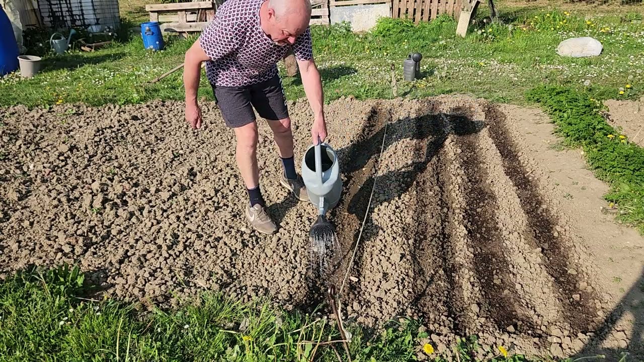 28  avril. , je refais  un semis  de haricots verts  !