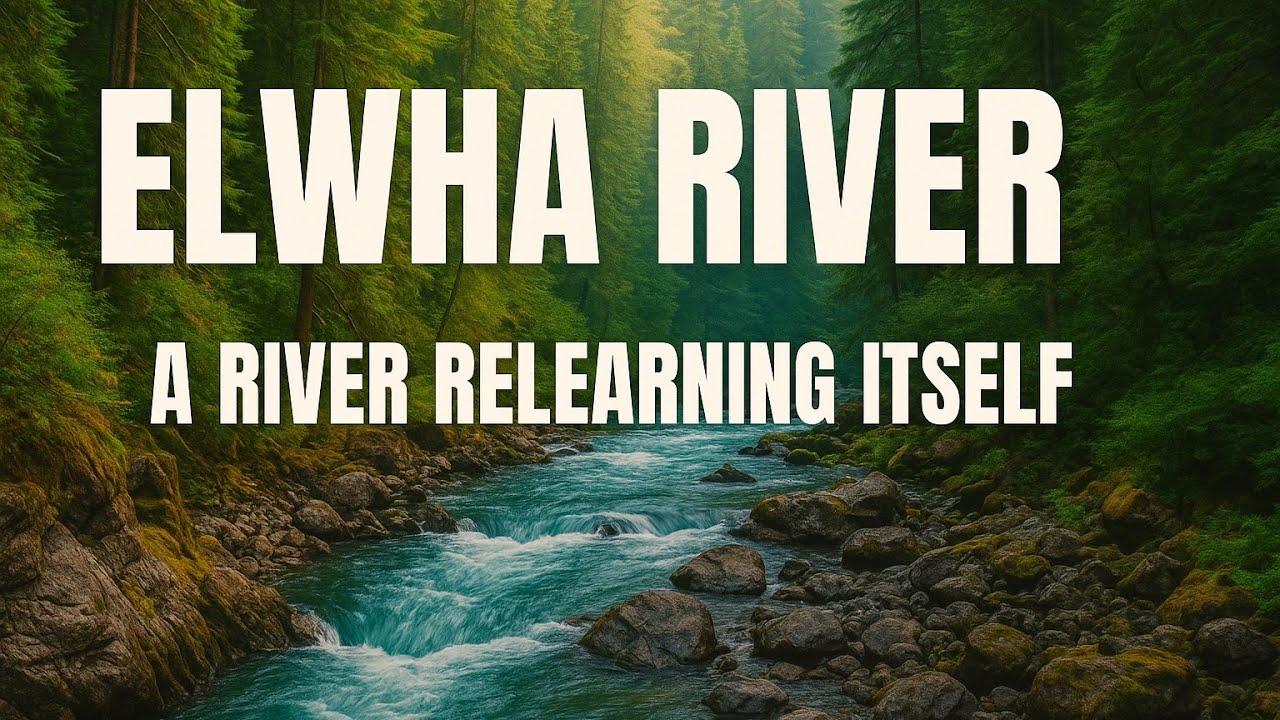 Elwha River: A River Relearning Itself #river #riverrestoration