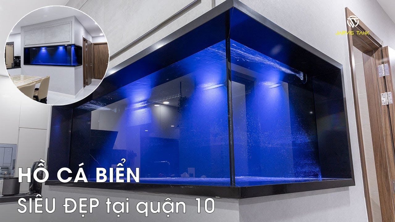 Hoàn thiện & Vô nước HỒ CÁ BIỂN SIÊU ĐẸP tại Chung cư Quận 10 - Jarvis Tank