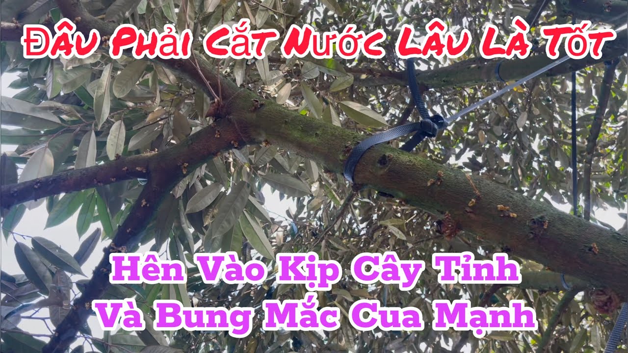 Cắt Nước Cho Cây Bung Mắc Cua Và Khi Nào Thì Nhấp Lại  | Kỹ Thuật Nông Nghiệp