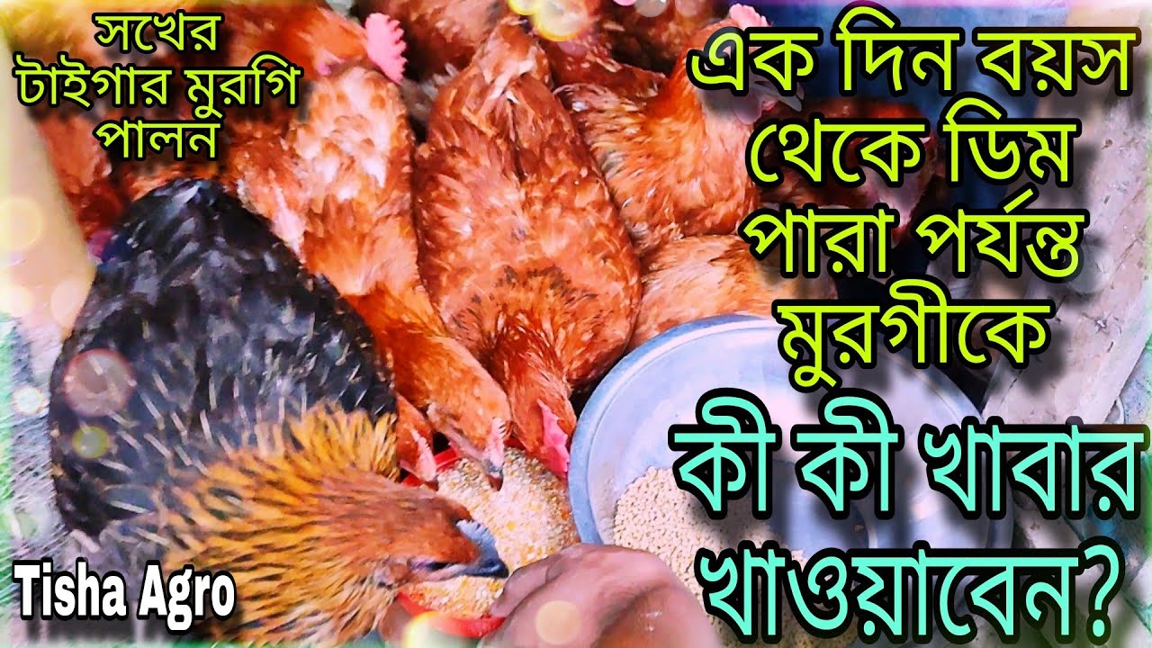 টাইগার মুরগি পালন করার জন্য একদিন বয়স থেকে ডিম পারা পর্যন্ত, মুরগিকে কী কী খাবার খাওয়াবেন ?