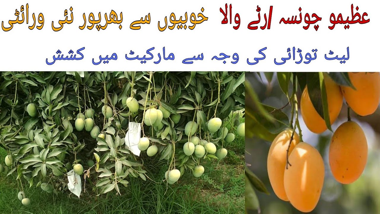 Azeemo Chounsa Ratty wala new mango Variety introduction
