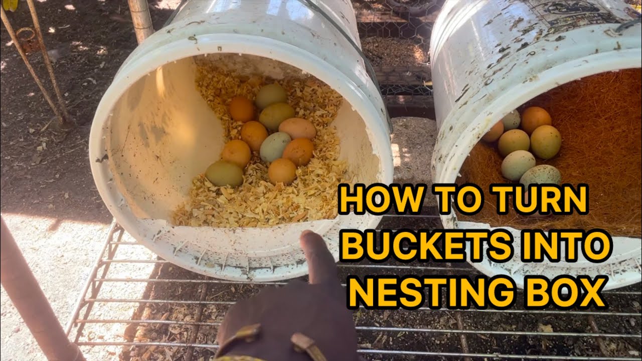 How to turn buckets into nesting box for chickens 