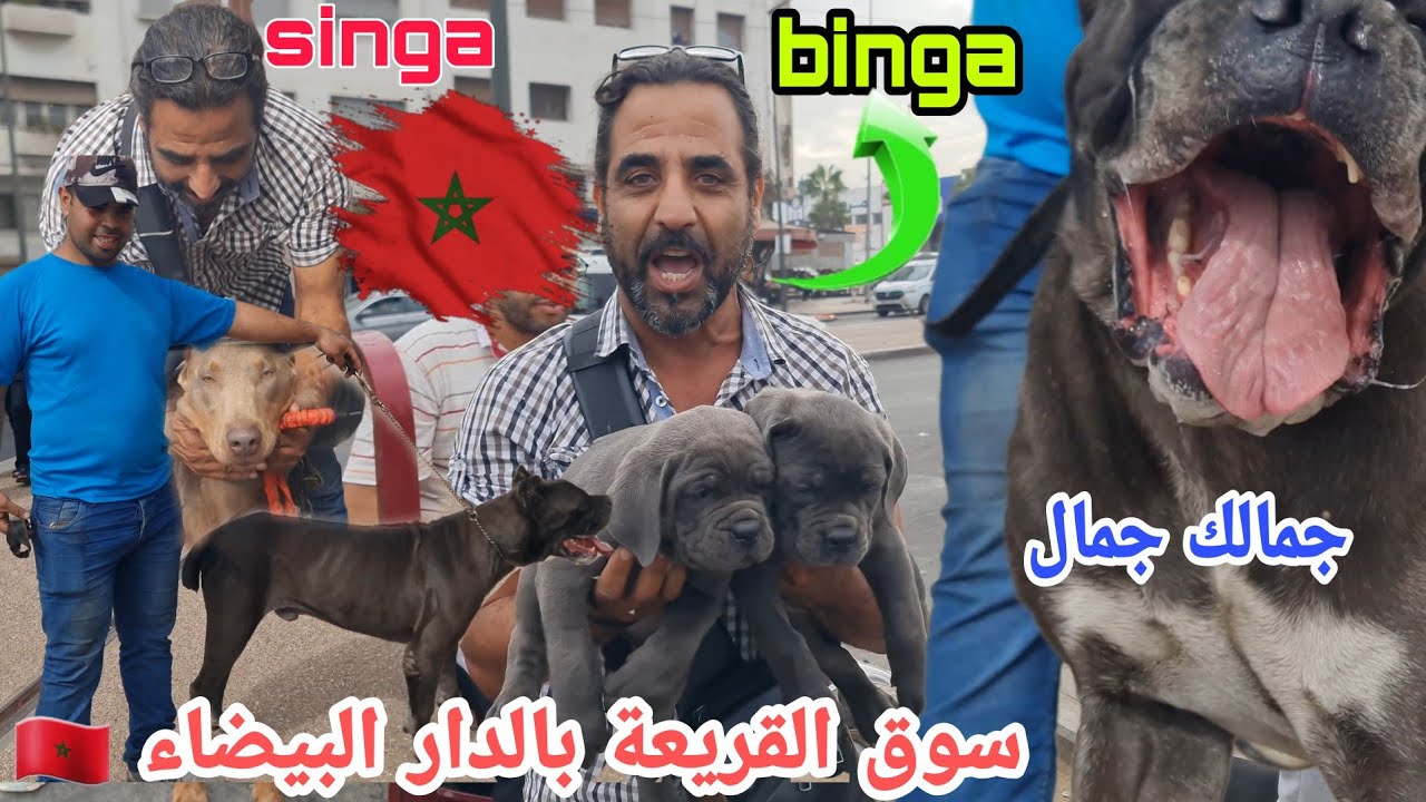 مباشرة من القلب سوق القريعة بالدار البيضاء 🇲🇦🇲🇦 يوم الأحد 15/10/2023 مع باعة جميع انوع الكلاب المليح