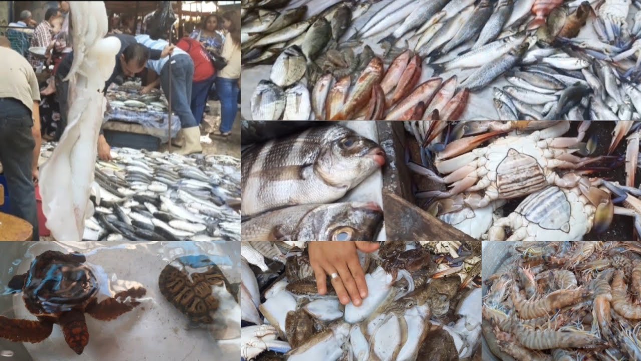 سوق ابوقيرواسماكه الغريبه واسعاره المخفضه جداولو نزلت اسكندريه اوعى متروحش ابو قير حيفوتك نص عمرك 🍤