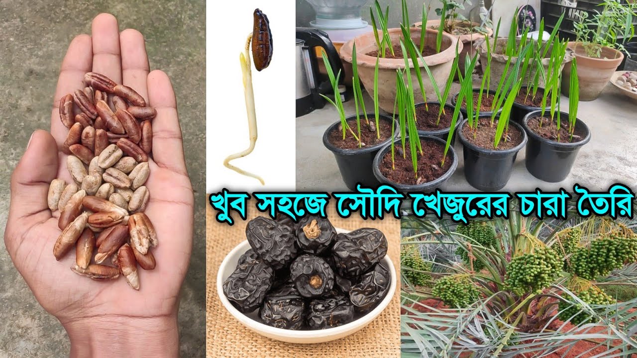 খেজুরের বিচি থেকে চারা | সৌদি খেজুরের বীজ থেকে চারা উৎপাদন