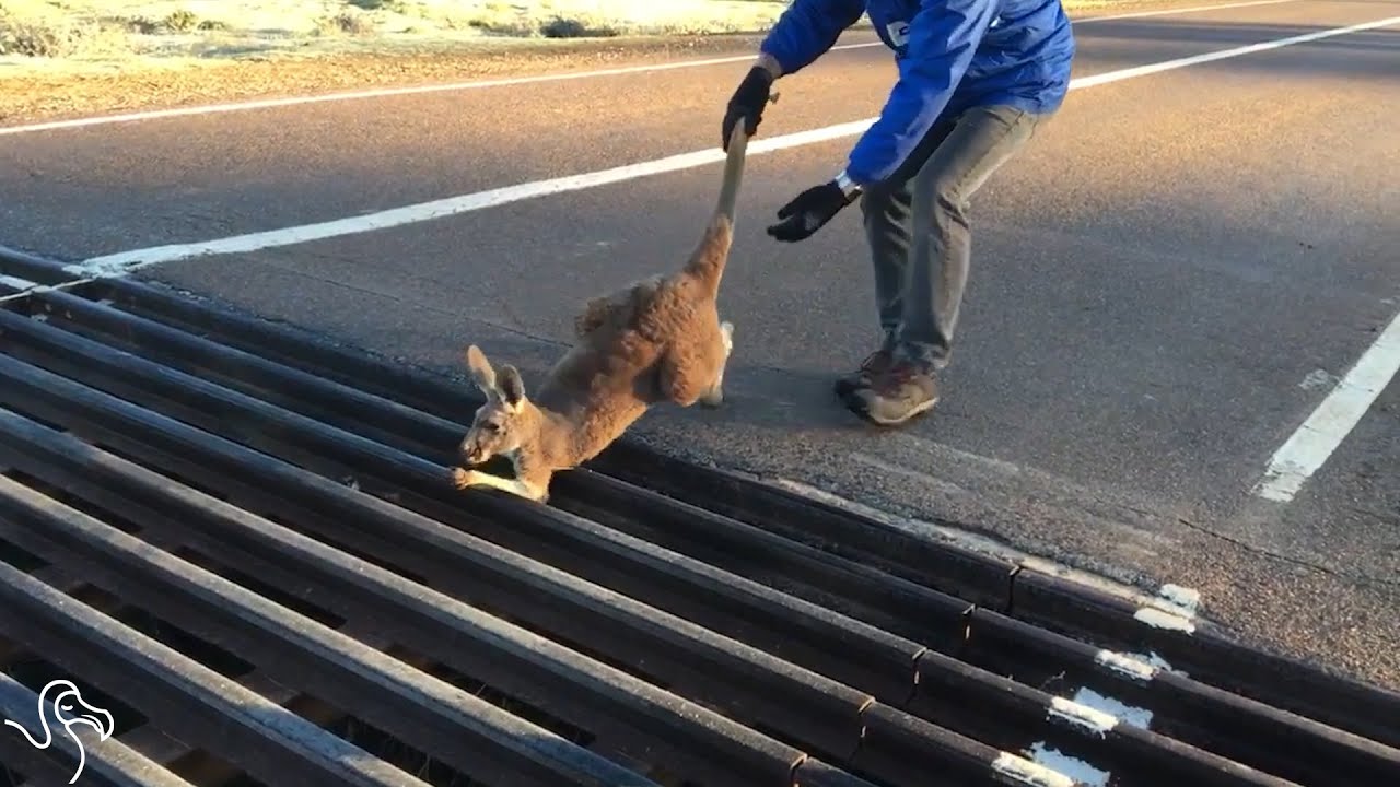 Man Helps Out Kangaroo Stuck In Grate