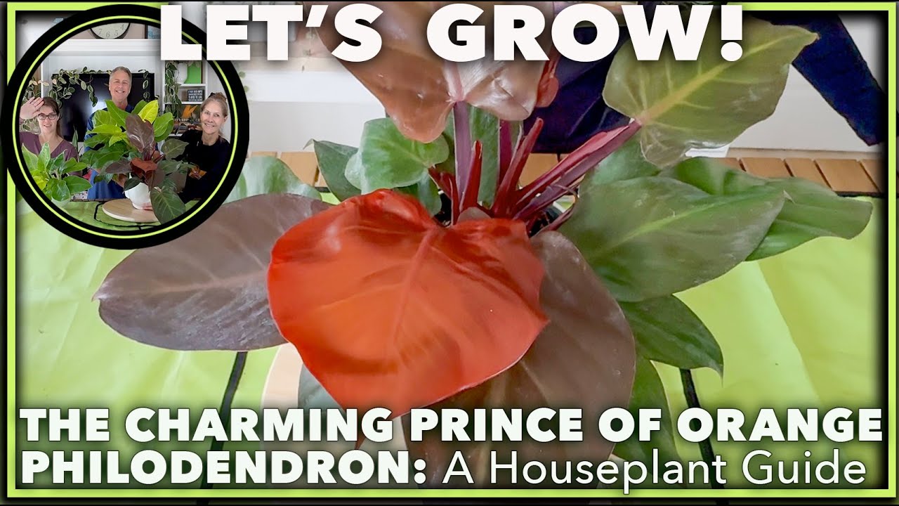 PRINCE OF ORANGE PHILODENDRON: My secrets to vibrant colors, a complete guide