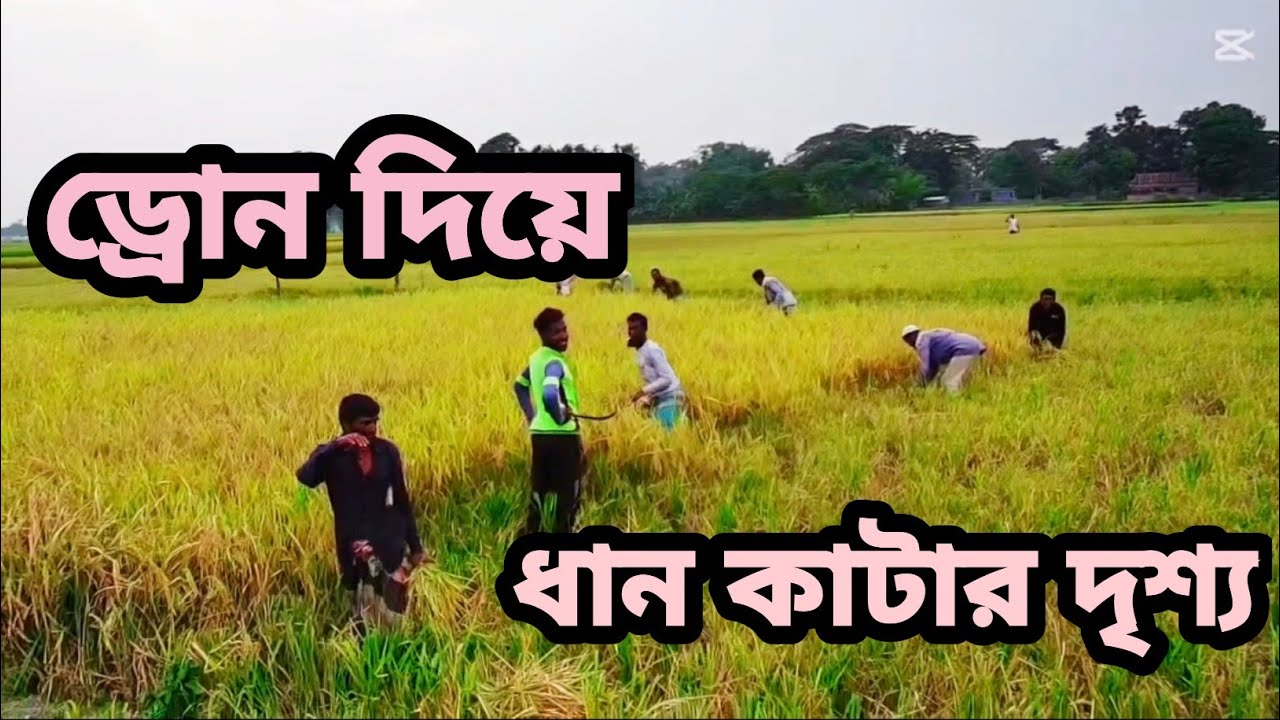 F11s 4k pro + ড্রোন দিয়ে ধান কাটার দৃশ্য । সত্যিই অসাধারণ। #drone #blog #video